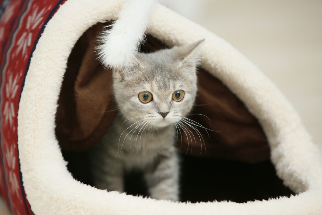 ブリティッシュショートヘアー専門キャッテリー　ぱーくんの生体保証内容